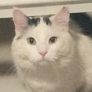 Meet your Posher, Tori